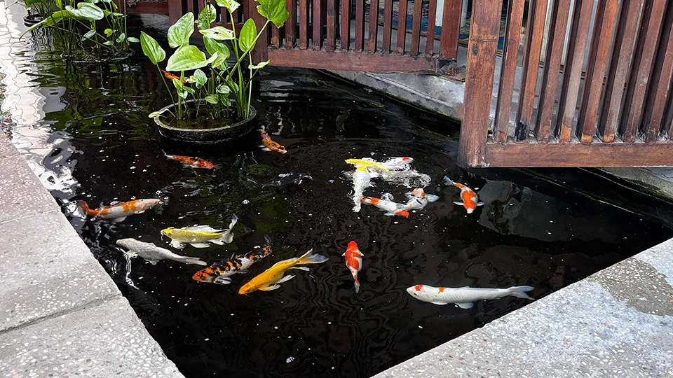fish-feeding-fun