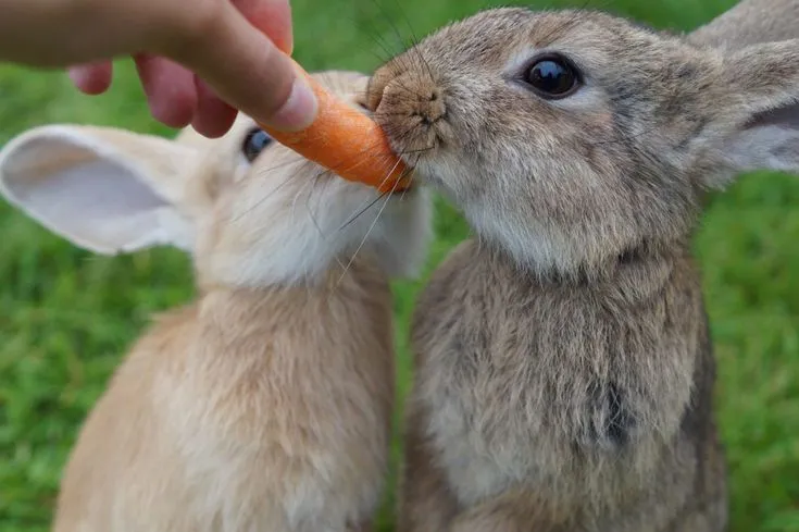 bunny-feeding